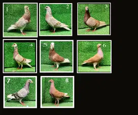 Merpati Geberan Betina Cewean neloran dan sehat