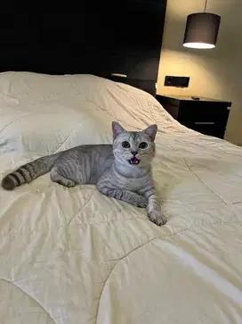 Kucing British Shorthair Silver Tabby MALE BSH SF