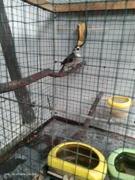 Burung trucuk jantan ngeroll