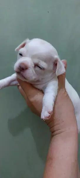 Supermini puppy Chihuahua