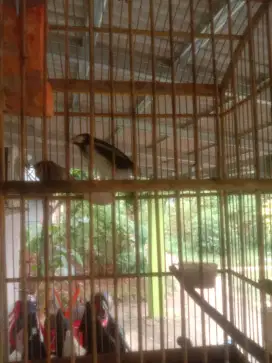 Burung jalak suren gacor