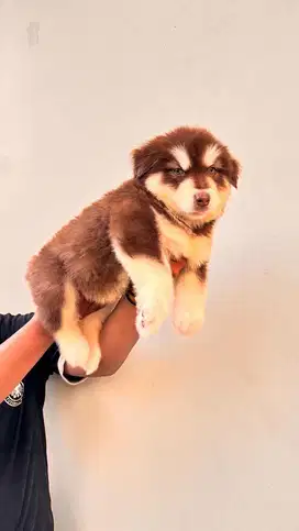 alaskan malamute umur 2 bulan