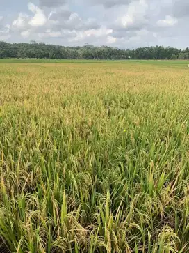 Dijual Tanah Persawahan untuk Palawija