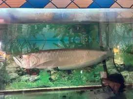 Ikan Arwana Silver
