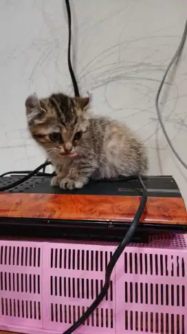 Kitten Kucing Kinkalow Munchkin