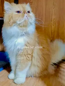 Kucing Peaknose Extreme Longhair Indukan Betina