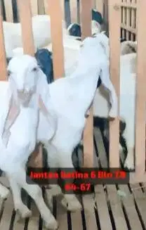 sepasang bakalan kambing etawa senduro 6 bulanan super unggulan manteb