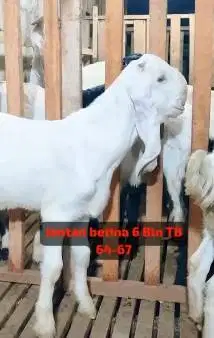 sepasang bakalan kambing etawa senduro 6 bulanan siap ternak rawatan