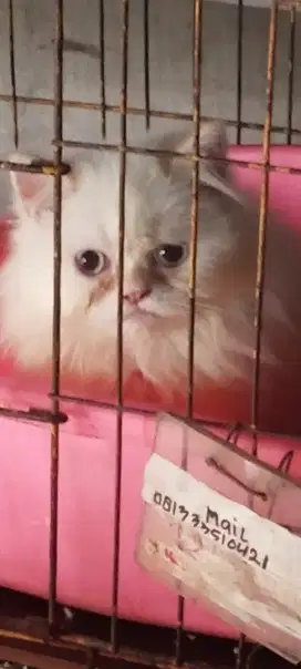Kucing persimed betina