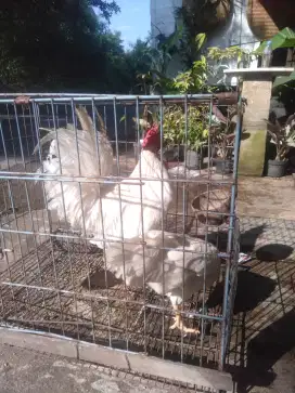 Jual sepasang ayam ketawa