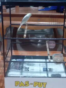 Kenari putih ajib  istimewa Silangan f1 x loper