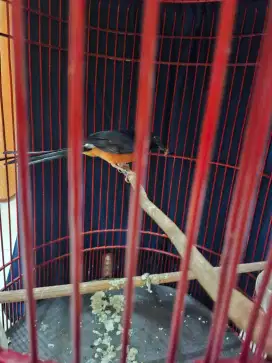 Murai batu medan
