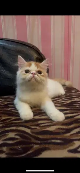 persia peaknose kitten