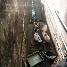 Entok jantan ada 7 ekor