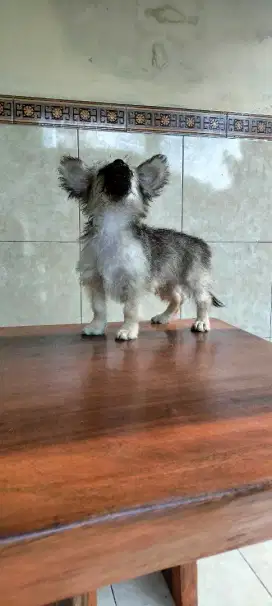 Corgi x minipom betina