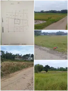 Dijual SAWAH di CISOKA, BOJONGLOA