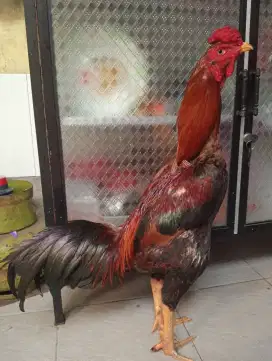 Ayam Bangkok klasik ukur 5,5
