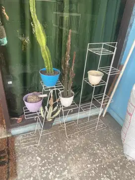 rak bunga warna putih