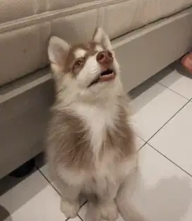 Open adopt anak husky