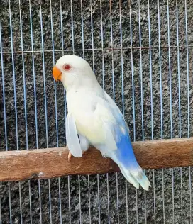 Lovebird PF Non Klep Mata Merah