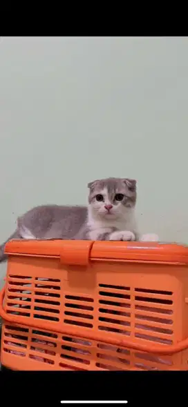 Kucing Kitten Scottisfold sh