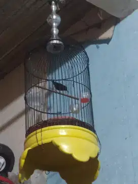 Burung kolibri ninja ( konin ) FS