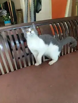 British shorthair