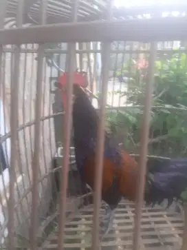 Ayam bekisar masih muda warna hitam waris agak kuning