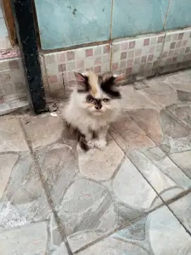 Kucing Anggira Usia 2 Bulan