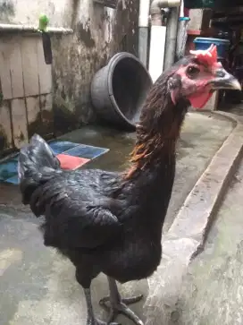 Ayam pelung jumbo betina
