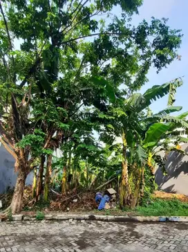 Tnh SHM (12x20) di Bumi Marina Mas Keputih