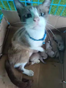 Kucing Himalaya mix