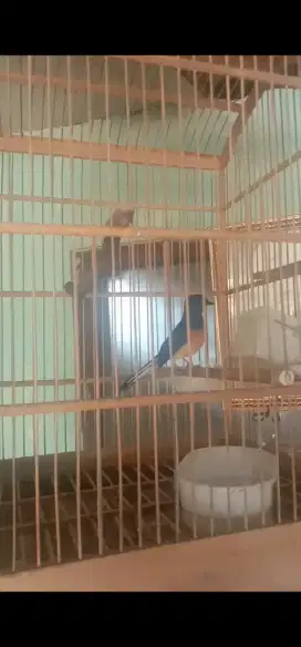 Murai batu muda ring