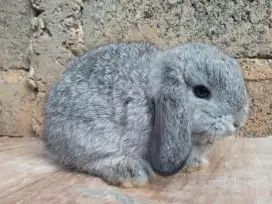 Anak Kelinci Holland Lop