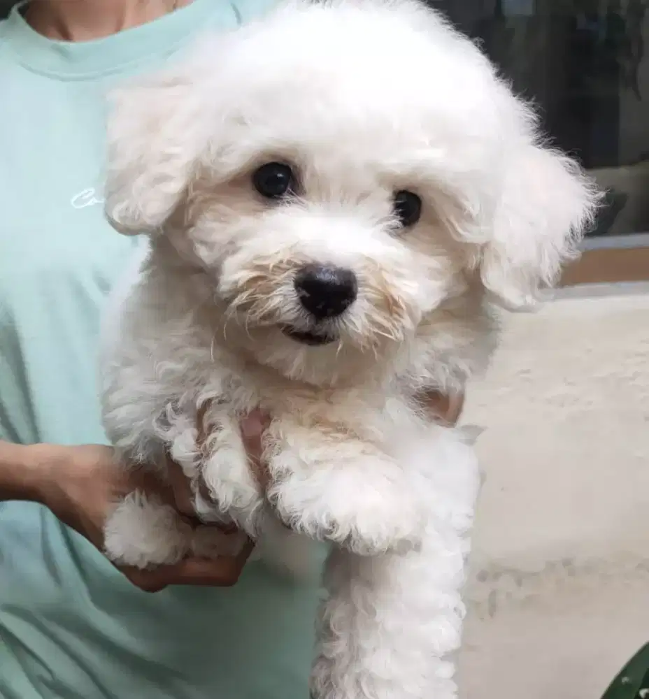 Bichon frise betina stambum vaksin