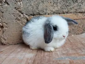 Anak kelinci Holland Lop