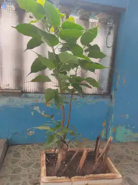 Pohon bodhi,masih kecil