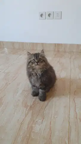Kitten Persian Kucing Persia Brown Tabby