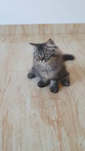 Kitten Persian Peaknose Longhair Kucing Persia Brown Tabby