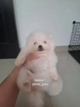Anjing Minipom Jantan Betina