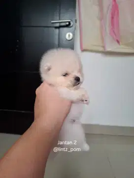 Anjing Minipom Jantan