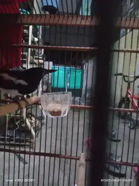 Kacer dah por fuulset dan kenari lokal gacorr