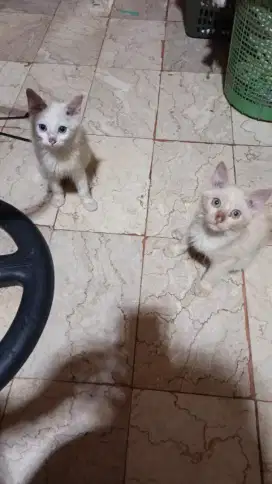 Kitten mixdome 3bulan
