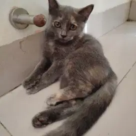 Kucing mix anggora