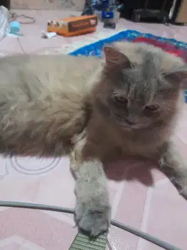 Dijual cepat kucing umur 1 tahun