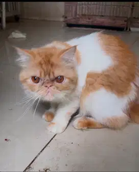 Peaknose jantan proven