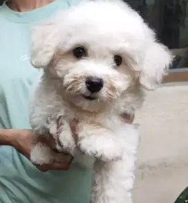 Bichon Frise betina