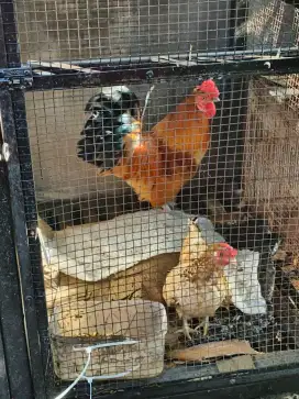 Ayam kate 3 ekor