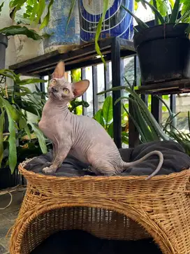 Bambino 3/4 betina / female warna tortie