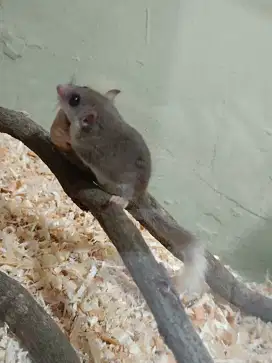 Tupai African pygmi